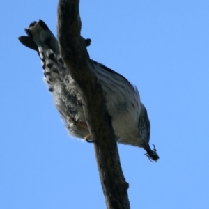 Daphoenositta chrysoptera at Majura, ACT - 7 Sep 2021