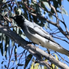 Coracina novaehollandiae at Majura, ACT - 7 Sep 2021