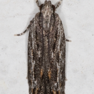 Ardozyga undescribed species nr amblopis (A Gelechioid moth) at Melba, ACT - 1 Sep 2021 by kasiaaus