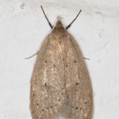 Chezala privatella (A Concealer moth) at Melba, ACT - 4 Sep 2021 by kasiaaus