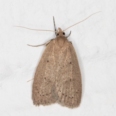 Chezala privatella (A Concealer moth) at Melba, ACT - 3 Sep 2021 by kasiaaus