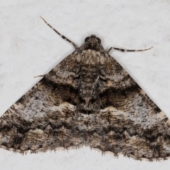 Gastrinodes argoplaca (Cryptic Bark Moth) at Melba, ACT - 1 Sep 2021 by kasiaaus