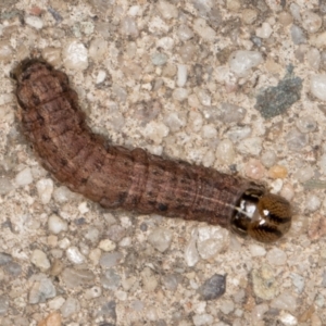 Noctuidae unclassified IMMATURE moth at Melba, ACT - 2 Sep 2021