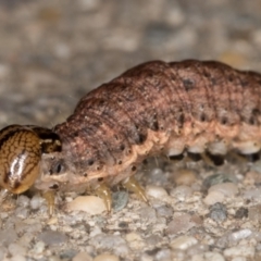 Noctuidae unclassified IMMATURE moth at Melba, ACT - 2 Sep 2021