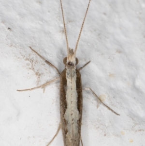 Plutella xylostella at Melba, ACT - 4 Sep 2021 12:16 AM