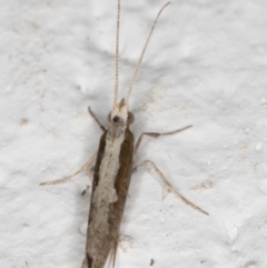 Plutella xylostella at Melba, ACT - 4 Sep 2021 12:16 AM