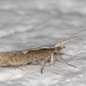 Plutella xylostella at Melba, ACT - 4 Sep 2021 12:16 AM