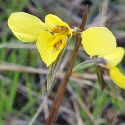 Diuris chryseopsis (Golden Moth) at Cook, ACT - 7 Sep 2021 by drakes