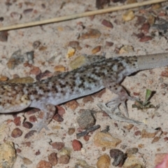 Heteronotia binoei (Bynoe's Gecko) at Nullamanna, NSW - 20 Sep 2018 by Harrisi