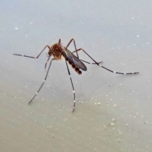 Aedes sp. (genus) at Macarthur, ACT - 7 Sep 2021