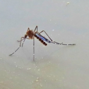 Aedes sp. (genus) at Macarthur, ACT - 7 Sep 2021