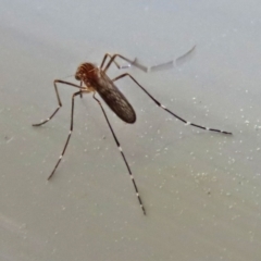 Aedes sp. (genus) at Macarthur, ACT - 7 Sep 2021