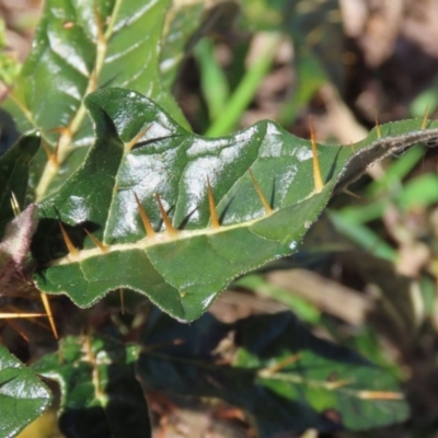 Solanum cinereum (Narrawa Burr) at Macarthur, ACT - 7 Sep 2021 by RodDeb