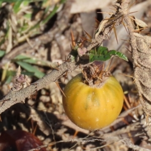 Solanum cinereum at Macarthur, ACT - 7 Sep 2021 01:32 PM