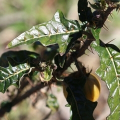 Solanum cinereum at Macarthur, ACT - 7 Sep 2021 01:32 PM