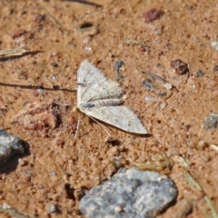 Scopula rubraria (Reddish Wave, Plantain Moth) at Wanniassa Hill - 7 Sep 2021 by RodDeb