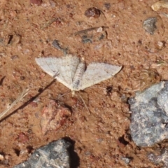 Scopula rubraria at Macarthur, ACT - 7 Sep 2021 01:10 PM