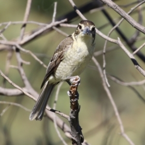 Cracticus torquatus at Macarthur, ACT - 7 Sep 2021