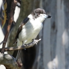 Cracticus torquatus at Macarthur, ACT - 7 Sep 2021