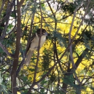 Cracticus torquatus at Macarthur, ACT - 7 Sep 2021