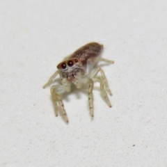 Opisthoncus sp. (genus) (Unidentified Opisthoncus jumping spider) at Wanniassa Hill - 7 Sep 2021 by RodDeb