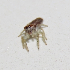 Opisthoncus sp. (genus) (Opisthoncus jumping spider) at Macarthur, ACT - 7 Sep 2021 by RodDeb