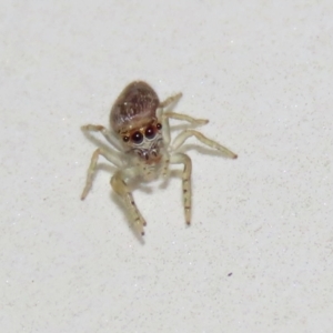 Opisthoncus sp. (genus) at Macarthur, ACT - 7 Sep 2021