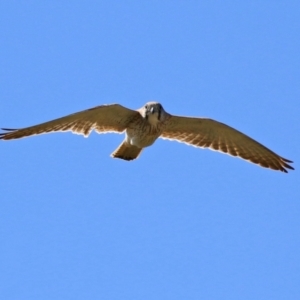 Falco cenchroides at Macarthur, ACT - 7 Sep 2021 01:16 PM