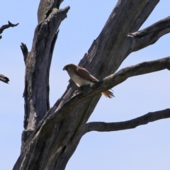 Falco cenchroides at Macarthur, ACT - 7 Sep 2021 01:16 PM