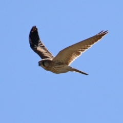 Falco cenchroides at Macarthur, ACT - 7 Sep 2021 01:16 PM