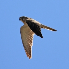 Falco cenchroides at Macarthur, ACT - 7 Sep 2021 01:16 PM