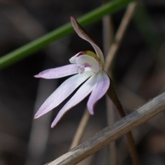 Caladenia fuscata (Dusky Fingers) at Downer, ACT - 7 Sep 2021 by EllyandOtis