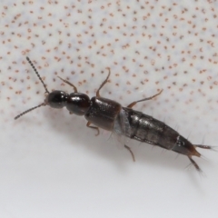 Staphylinidae (family) (Rove beetle) at Evatt, ACT - 31 Aug 2021 by TimL