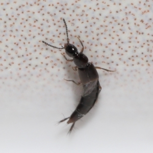 Staphylinidae (family) at Evatt, ACT - 31 Aug 2021