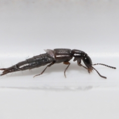 Staphylinidae (family) at Evatt, ACT - 31 Aug 2021