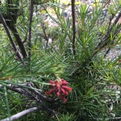 Grevillea rosmarinifolia subsp. rosmarinifolia (Rosemary Grevillea) at Yarralumla, ACT - 11 Aug 2021 by grakymhirth@tpg.com