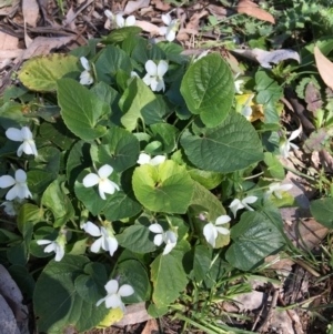 Viola odorata at Yarralumla, ACT - 11 Aug 2021