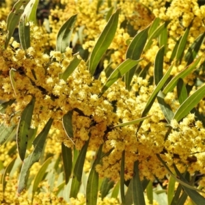 Acacia rubida at Chisholm, ACT - 7 Sep 2021 11:43 AM