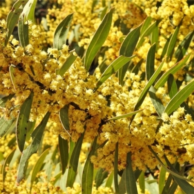 Acacia rubida (Red-stemmed Wattle, Red-leaved Wattle) at Chisholm, ACT - 7 Sep 2021 by JohnBundock