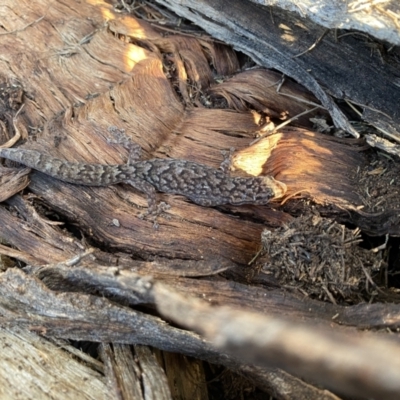 Christinus marmoratus (Southern Marbled Gecko) at Hackett, ACT - 7 Sep 2021 by Lisa.Jok