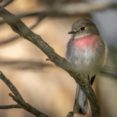 Petroica rosea (Rose Robin) at Mount Ainslie - 6 Sep 2021 by trevsci