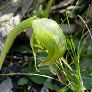 Pterostylis nutans at Aranda, ACT - suppressed