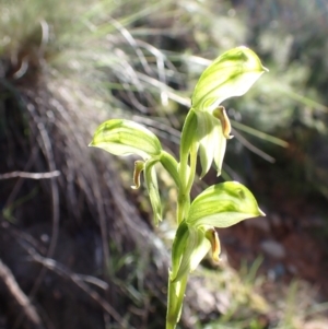 Bunochilus umbrinus (ACT) = Pterostylis umbrina (NSW) at suppressed - suppressed