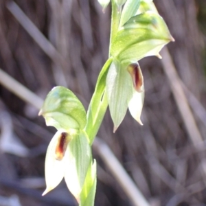 Bunochilus umbrinus (ACT) = Pterostylis umbrina (NSW) at suppressed - suppressed