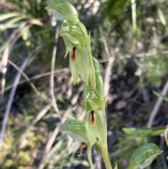 Bunochilus umbrinus (ACT) = Pterostylis umbrina (NSW) at suppressed - suppressed