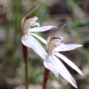 Caladenia fuscata at Acton, ACT - suppressed