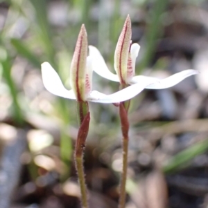 Caladenia fuscata at Acton, ACT - suppressed