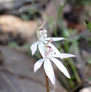 Caladenia fuscata at Acton, ACT - suppressed