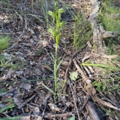 Bunochilus umbrinus (ACT) = Pterostylis umbrina (NSW) (Broad-sepaled Leafy Greenhood) at Aranda, ACT by AJB