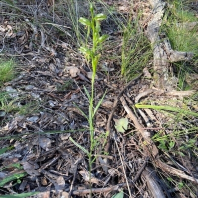 Bunochilus umbrinus (ACT) = Pterostylis umbrina (NSW) (Broad-sepaled Leafy Greenhood) by AJB